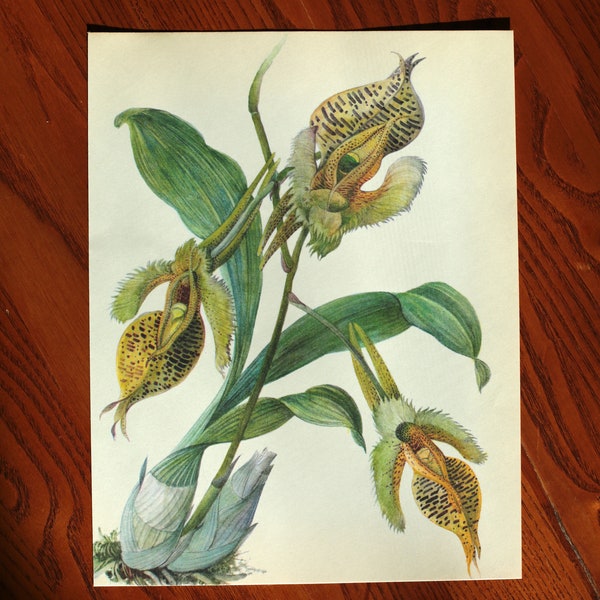 The Catasetum Fimbriatum Orchid. Vintage botanical print, 1973. Illustrations by Jiřina Kaplická.