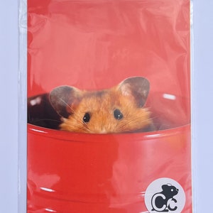 Rainbow hamster greetings cards