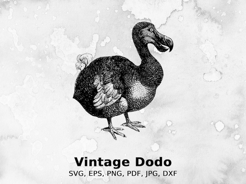Vintage Dodo Vector Illustration Bird Dodo Extinct - Etsy