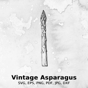 May include: A black and white line drawing of an asparagus spear on a white watercolor background. The text "Vintage Asparagus" is below the image, and the text "SVG, EPS, PNG, PDF, JPG, DXF" is below that.