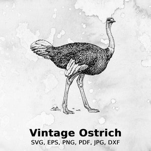 Vintage Ostrich Vector Illustration | ostrich, bird, zoo, farm, africa, wildlife, savannah
