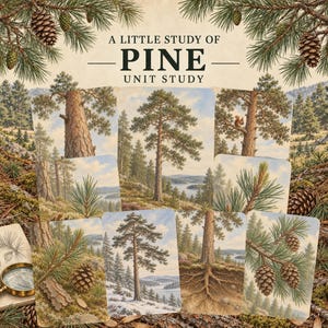 May include: A collection of educational cards titled A LITTLE STUDY OF PINE UNIT STUDY featuring detailed botanical illustrations of pine trees, needles, and cones, alongside a sketchbook and a magnifying glass on a forest floor background.