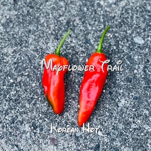 May include: Two vibrant red Korean Hot chili peppers with green stems, set against a textured gray surface. The text "Mapflower Trail" and "Korean Hot" are visible on the image.