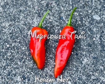 Gochugaru Pepper Seeds: Korean Hot Pepper, Non-GMO
