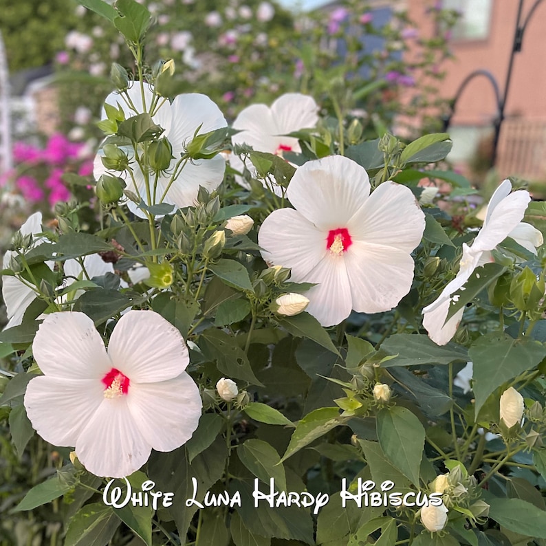 MayflowerTrail Hibiscus Seeds - Thumbnail 3