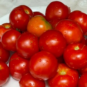 Bloody Butcher Tomato 25 Seeds. Indeterminate Tomato Plant. Deep Red Organic Tomato Seeds. Vegetable Garden image 5