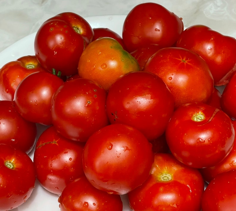 Bloody Butcher Tomato 25 Seeds. Indeterminate Tomato Plant. Deep Red Organic Tomato Seeds. Vegetable Garden image 5