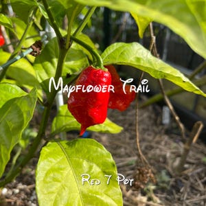 May include: Close-up of two bright red Red 7 Pot chili peppers, with a textured surface, hanging from a green plant. The image includes the text "Mapflower Trail" and "Red 7 Pot" in white script.