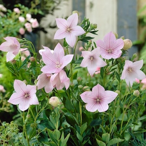 Pink Balloon Flower. 50 Seeds. Platycodon Gradiflorus. Japanese bellflower, Chinese bellflower. Deer Resistant Perennial Pink Flower.
