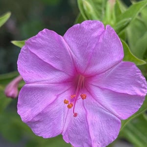 May include: Close-up of a vibrant pink flower with five petals. The flower's center is a deeper shade of pink, with orange stamens. Green leaves provide a soft background, highlighting the flower's delicate texture and color.