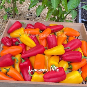 May include: A wooden crate filled with a colorful mix of bell peppers. The peppers are in shades of red, yellow, and orange. The text "Maplflower Trail" and "Lunchbox Mix" are visible on the image.
