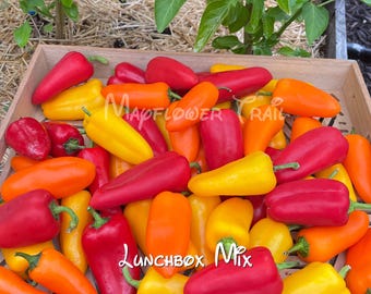 New! Lunchbox Mix Pepper Seeds. 15 Non GMO Organic Seeds.