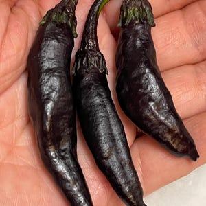 Murasaki Purple Sweet Pepper Seeds. Rare 12 Non GMO Seeds. Capsicum annuum. Organic Garden.