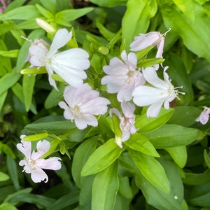 Soapwort 100 seeds. Aka soapweed, wild sweet William, bouncing-bet, and crow soap. Perennial Garden.