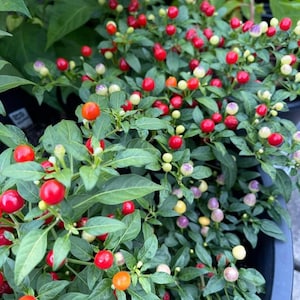 May include: Close-up of a potted ornamental pepper plant with vibrant red, orange, yellow, and purple peppers. The peppers are round and clustered among green leaves. The plant is in a black pot.