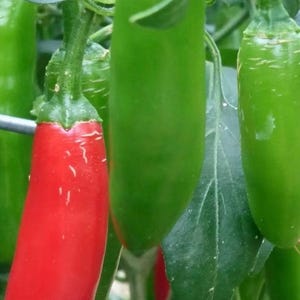 May include: Close-up of green and red chili peppers growing on a plant. The peppers vary in color from bright green to a vibrant red. The image shows the peppers with green leaves and stems.
