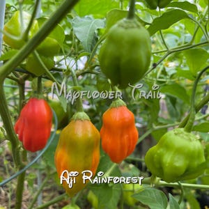 Aji Rainforest Pepper Seeds. This pepper originates from the Brazilian rain forest. 15 Non GMO Seeds.