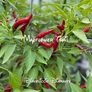 May include: A close-up of a chili pepper plant with bright red peppers and green leaves. The text "Mapflower Trail" and "Diavoliccio Diamanté" are written on the image.