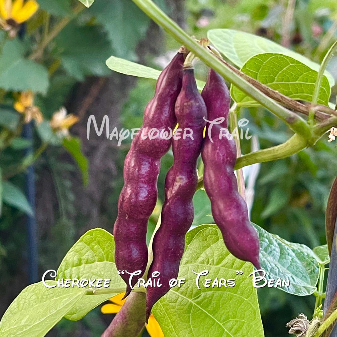 Cherokee Trail Of Tears Beans