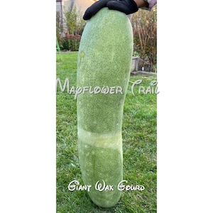 Giant Wax Gourd Seeds.  10 Non GMO Seeds. Fruits can weight up to 30 lbs.  Aka ash gourd, winter gourd, or white gourd.