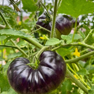 Black Beauty Tomato Seeds.   25 seeds.  Black Beefsteak Tomato - Dark Tomato. Rich in antioxidants. 75- 80 days to harvest