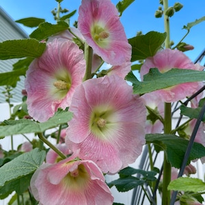 Hollyhock Seeds. Plant outside now for spring germination.  Classic cottage garden.  Perennial Garden.