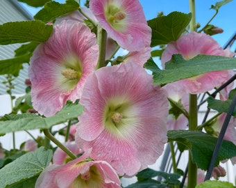Hollyhock Seeds. Plant outside now for spring germination.  Classic cottage garden.  Perennial Garden.