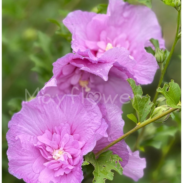 Lavender Chiffon Double- Rose of Sharon Seeds.  Plant now for spring germination, toss outside and wait for sprouts.