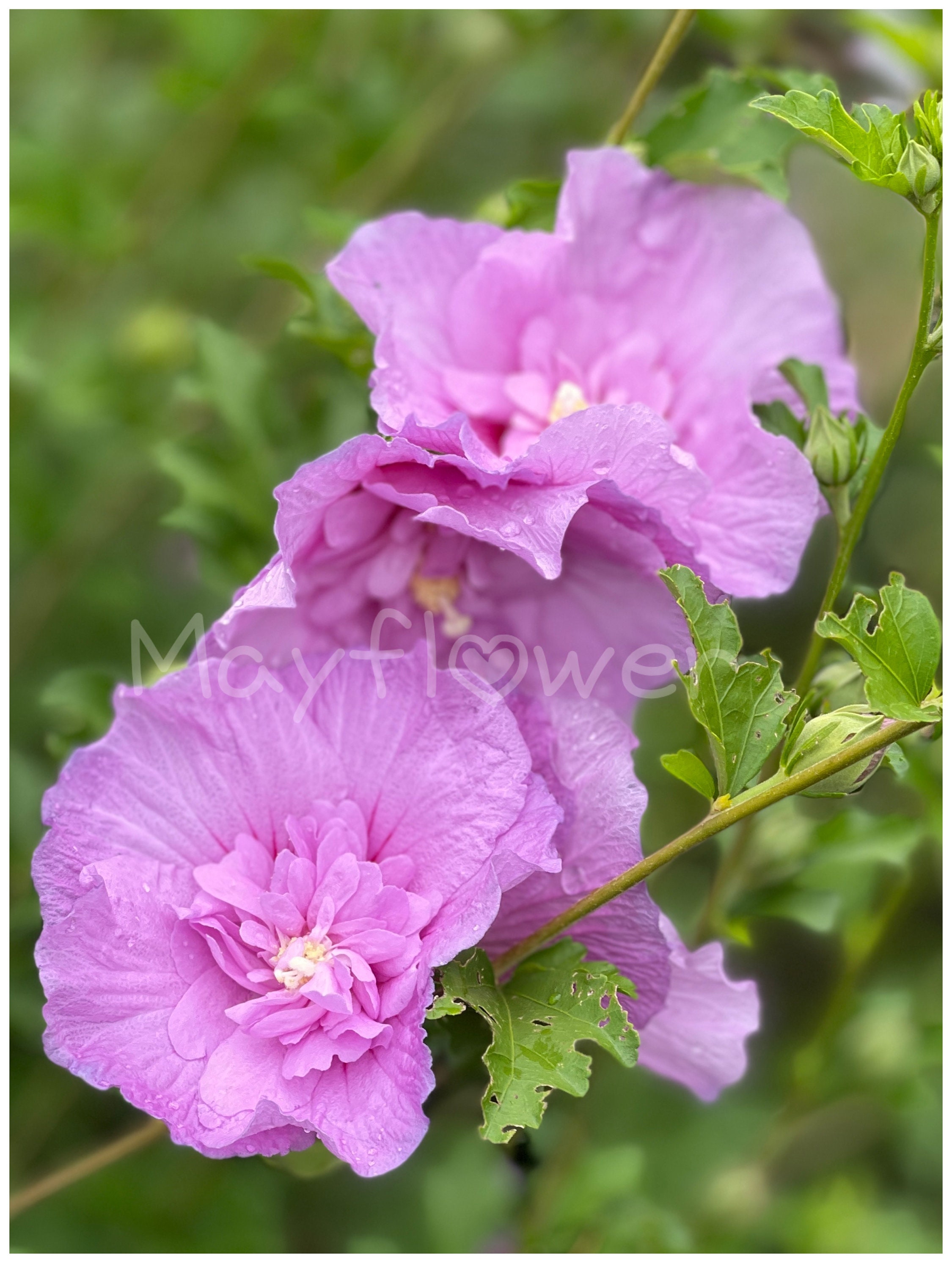 Lavender Chiffon Rose of Sharon Seeds: Double Bloom Althea - Etsy
