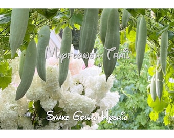 Snake Gourd Hybrid Seeds. 12 Organic Seeds. Vegetable Garden.