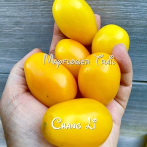 May include: A handful of bright yellow tomatoes, some oblong and some round, are held in a person's hand. The tomatoes have a smooth, shiny surface. The text "Mapflower Trail" and "Chang Li" are written on the tomatoes.