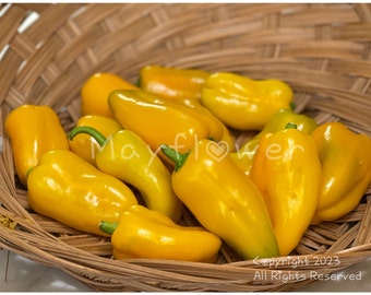 Yellow Lunchbox Pepper Seeds. Perfect for snacking!! These are very productive plants.