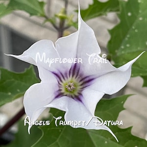 Salmon Sunset Four O'clock Seeds: Fragrant Mirabilis Jalapa - Etsy