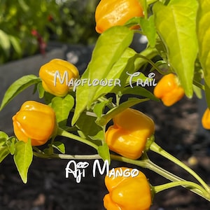 Aji Mango Pepper Seeds. 15 Non GMO Seeds.