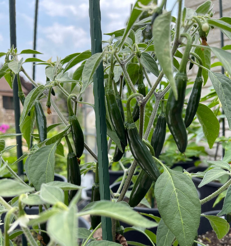 Sport Pepper Seeds, Chicago Hotdog, Medium-hot (12 Seeds) - Etsy