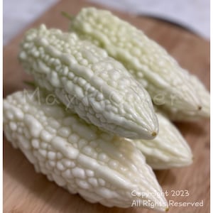 Rare White Bitter Melon Seeds. 10 Seeds. Momordica charantia or bitter gourd.   Stunning edible ornamental, purest white bitter melon.