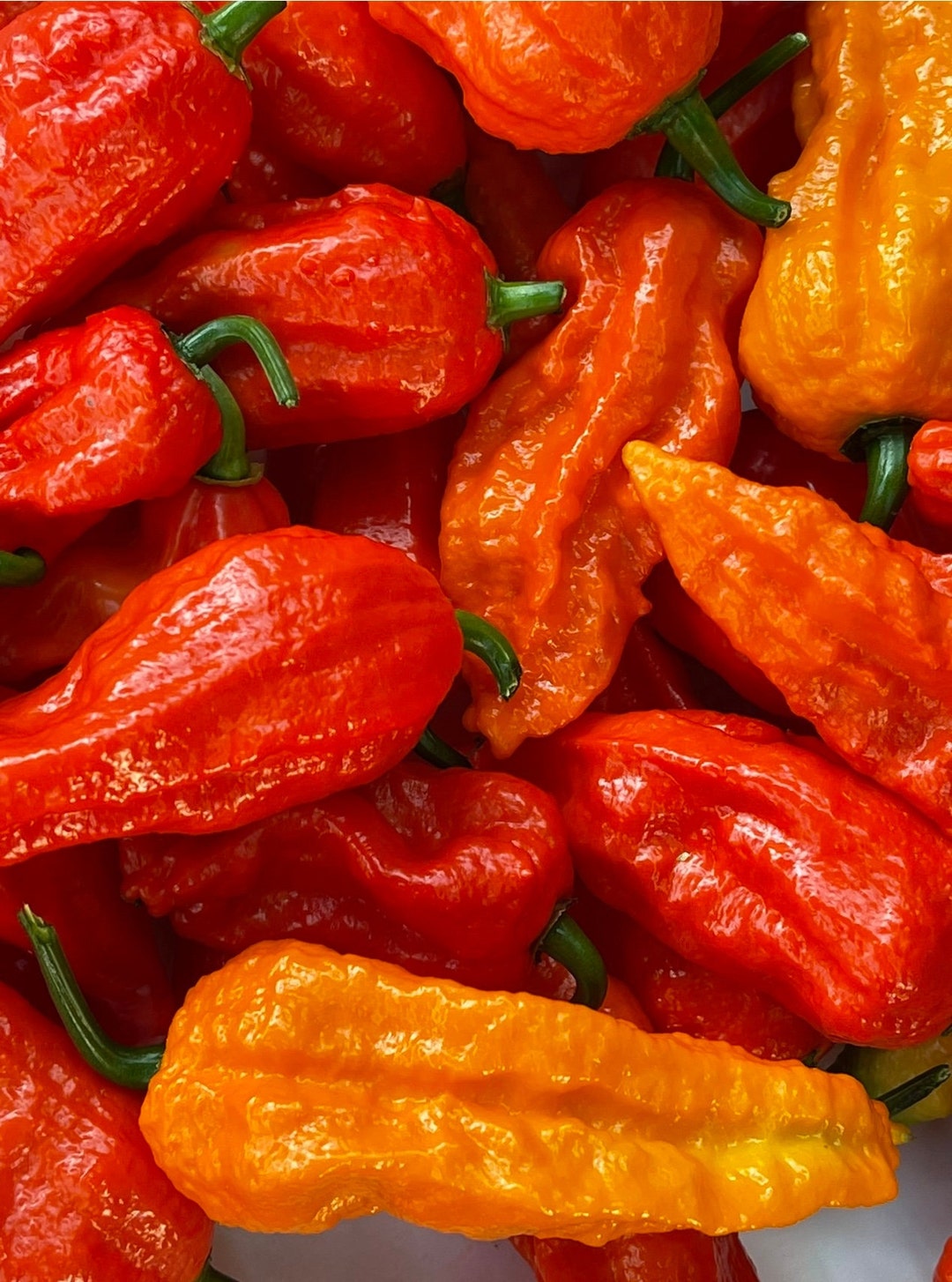 Ghost Bhut Jolokia Red Pepper Seeds - 15 Non GMO Seeds - Etsy