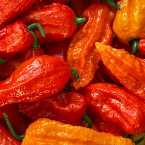 Ghost Bhut Jolokia Red Pepper seeds. 15 Non GMO Seeds.  Grow your own hot peppers right in the comfort of your own yard! Super Hot.