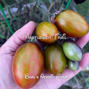May include: A handful of Brad's Atomic Grape tomatoes, with a mix of colors from green to red and yellow. The text "Mayflower Trail" and "Brad's Atomic Grape" are visible. The tomatoes are oblong and appear fresh.