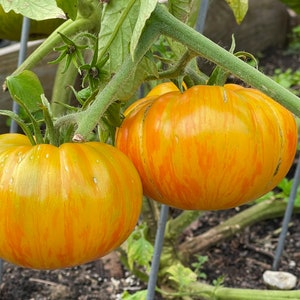 Pineapple Vegetable Tomato Seeds.  30 Seeds. One of the best tasting tomatoes available.  Indeterminate. 95 Days.