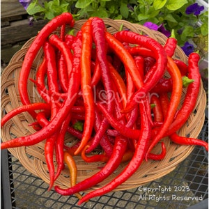 Corbaci Sweet Pepper Seeds.  Nice fruity/sweet flavor.  15+ Seeds. Turkish Heirloom