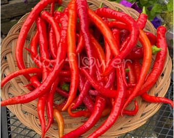 Corbaci Sweet Pepper Seeds: Turkish Heirloom, Fruity Flavor (15+ Seeds