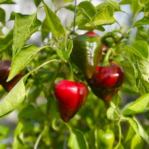Red Lesya Pepper Seeds. Rare. 12 Non GMO Seeds - Ukrainian Heirloom. Organic Garden.