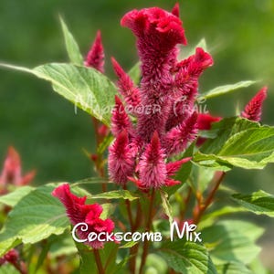 Cockscomb Mixed Seeds. 100+ seeds. Beautiful red, fuchsia colors.