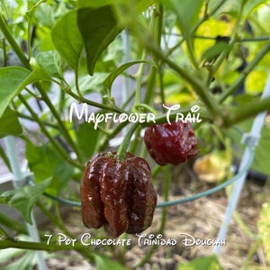 7 Pot Chocolate Pepper Seeds. 10 Non GMO Seeds. Super Hot. Organic Garden.