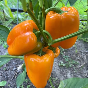 Sweet Orange Valencia Pepper Seeds. Heirloom. NonGMO. Orange Bell Pepper. Capsicum Annuum. 15 NON GMO Seeds.