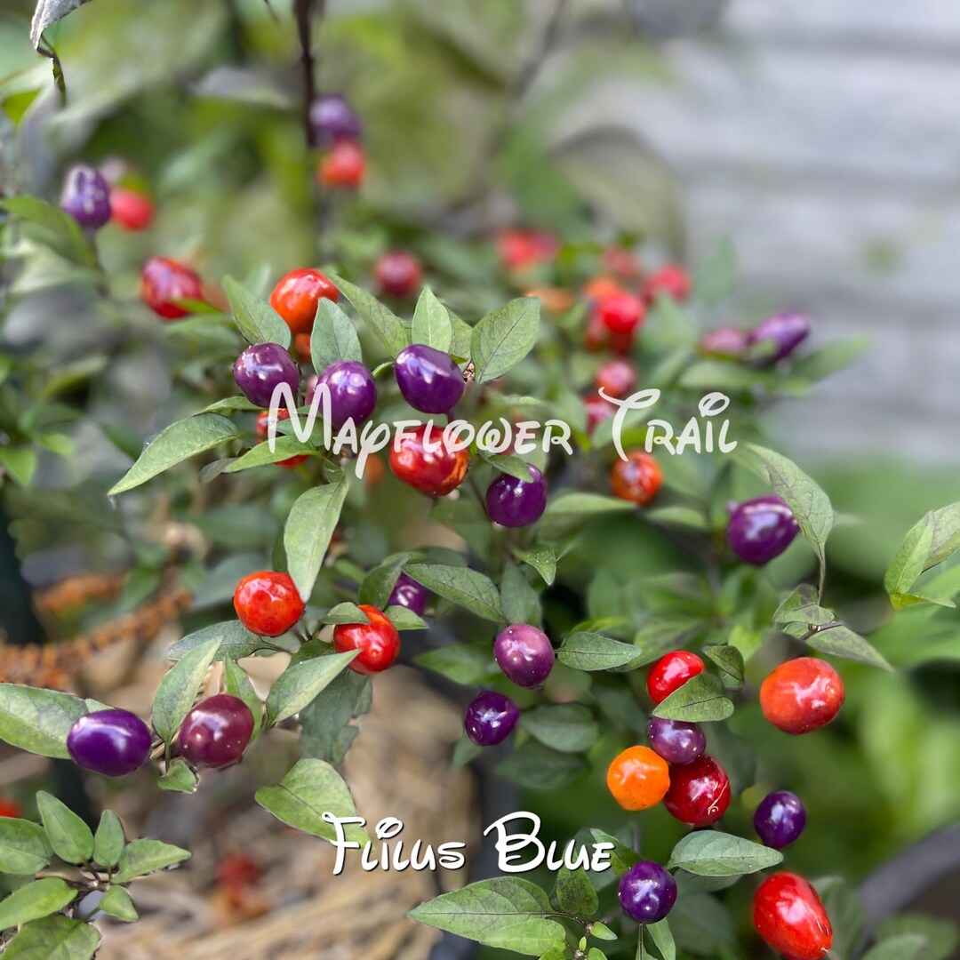 Filius Blue Pepper Seeds: 10 Non GMO Hot Ornamental Edible Seeds - Etsy