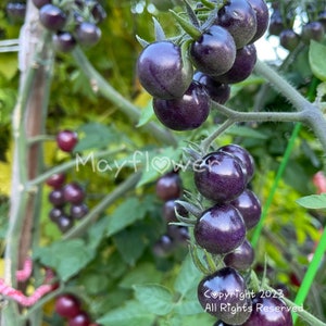 Indigo Blue Berries, Tomato Seeds. 25 Seeds. 80 days. Delicious plum-like flavor.