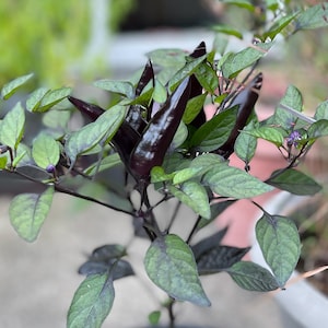 Black Jalapeño Pepper Seeds. Capsicum Annuum. 3’ tall with purple flowers & dark foliage. 12 Non GMO Seeds.