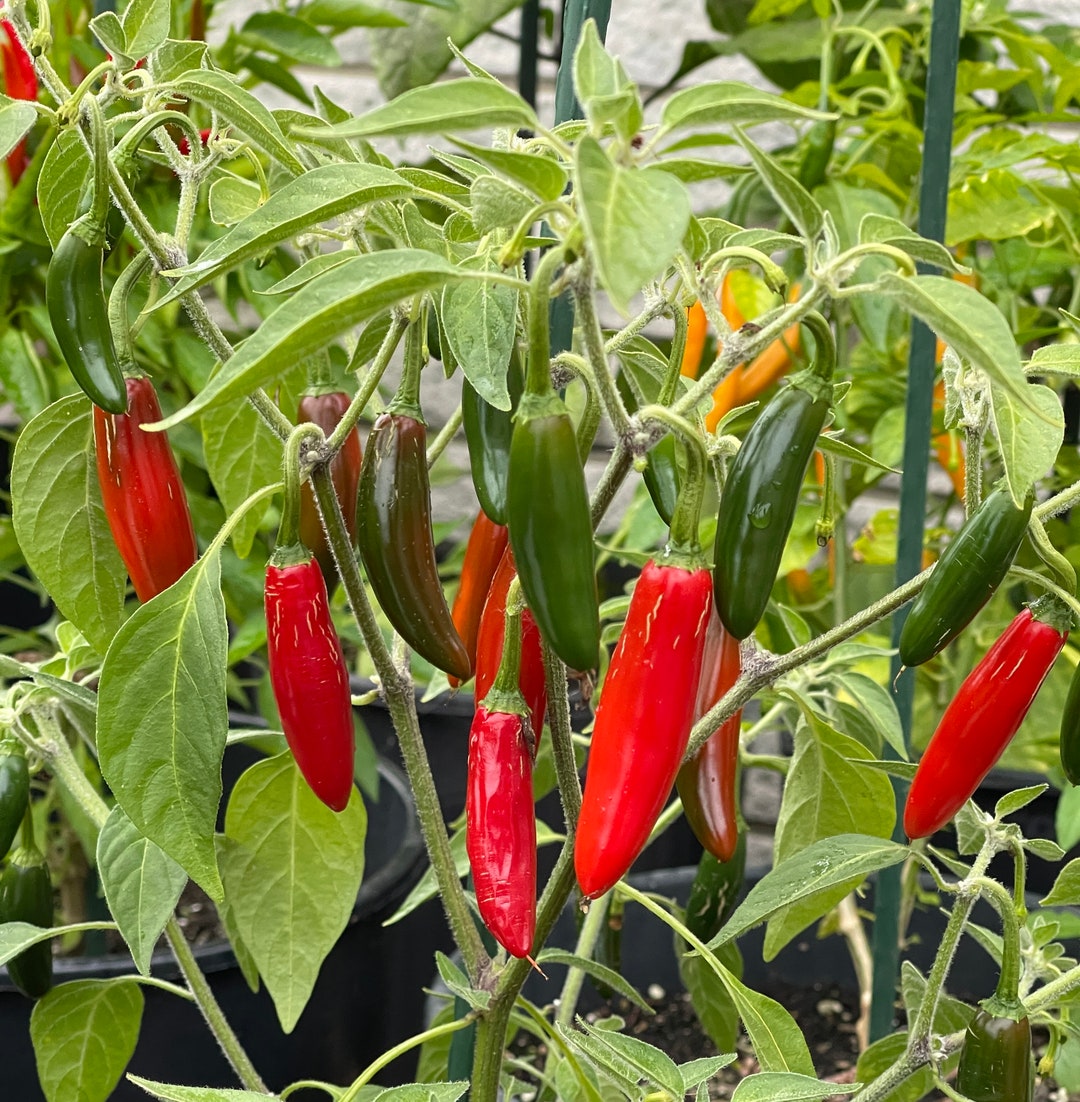 Sport Pepper Seeds, Chicago Hotdog, Medium-hot (12 Seeds) - Etsy